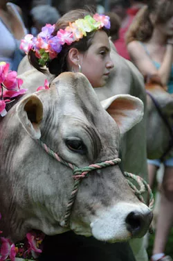 heifers.jpg