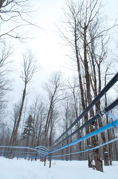 Sweet Tree's sugarbush in Warren's Gore - HANNAH PALMER EGAN