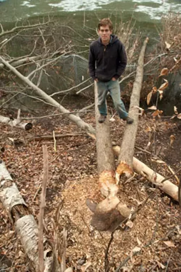 UVM Sets Kill Traps for DamBuilding Beavers in Centennial Woods