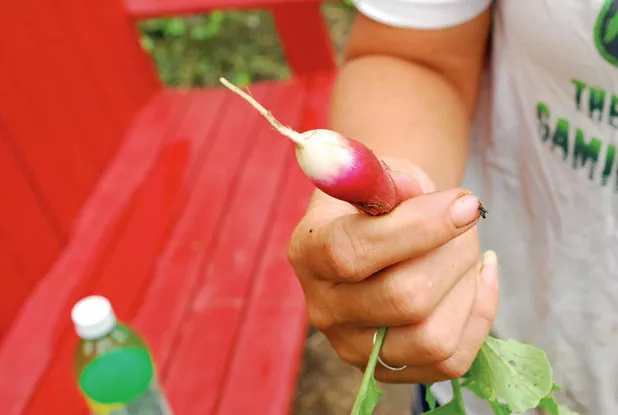 A Valentine radish. - CORIN HIRSCH