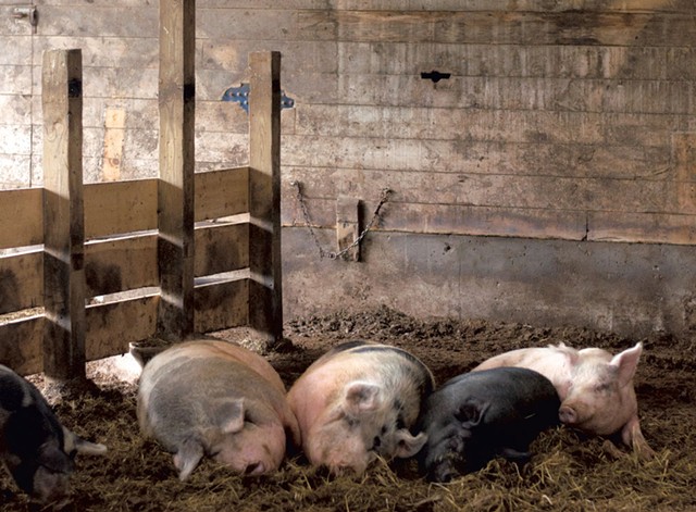 Agricola pigs - HANNAH PALMER EGAN