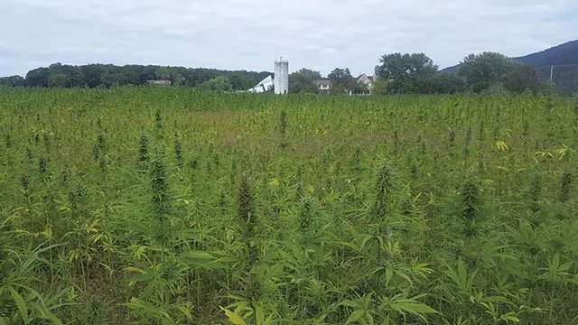 The hemp crop on Hausman's land - COURTESY OF CYNTHEA HAUSMAN