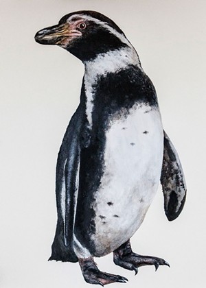 "Humboldt Penguin" by Linda Mirabile - IMAGES COURTESY OF THE GALLERY AT CENTRAL VERMONT MEDICAL CENTER