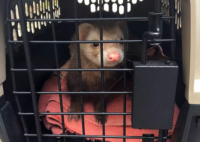 Craig the ferret - TYLER LABELLE