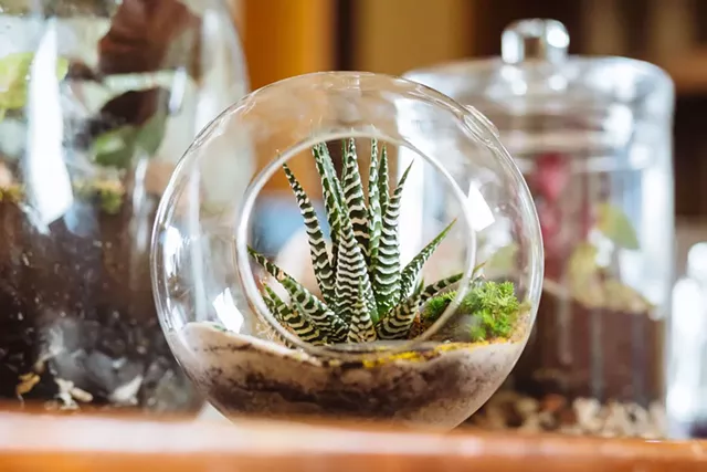 A terrarium created by Susan Goldstein - OLIVER PARINI
