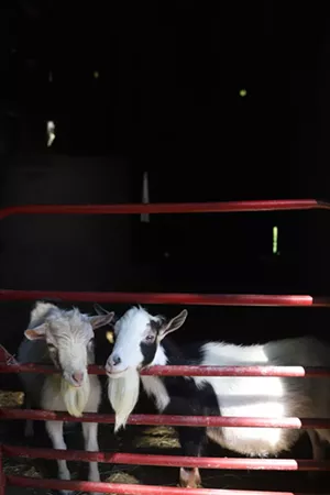 Goats at Sweet Doe Dairy - SARAH PRIESTAP