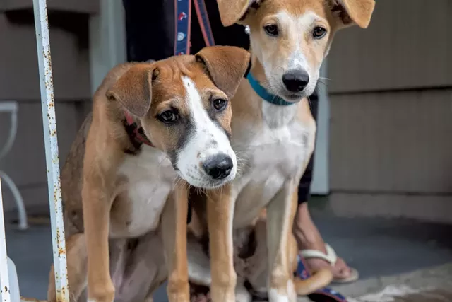 Asha and Zayda, two of the Saudi dogs - JAMES BUCK