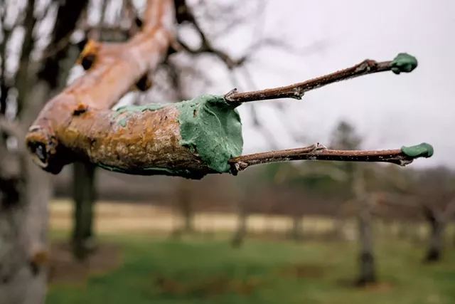 Grafted apple tree branch - COURTESY OF SHACKSBURY