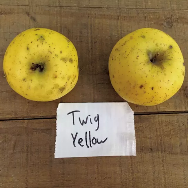 A lost apple variety - COURTESY OF SHACKSBURY
