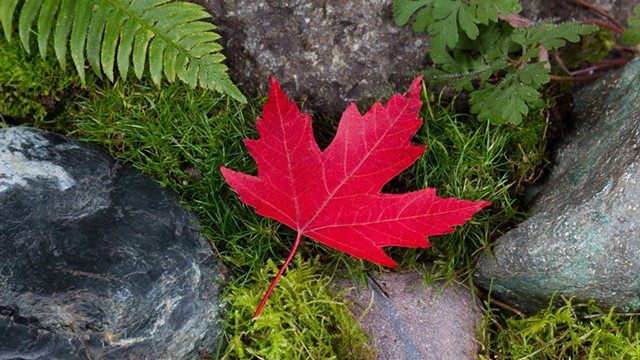Red maple leaf - DREAMSTIME