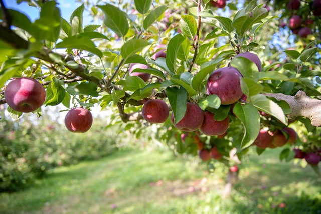 Shelburne Orchards apples - JAMES BUCK