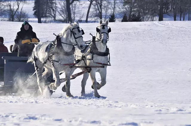 Pat Palmer and his draft horse team at Shelburne Farms - COURTESY OF JEAN CROSS
