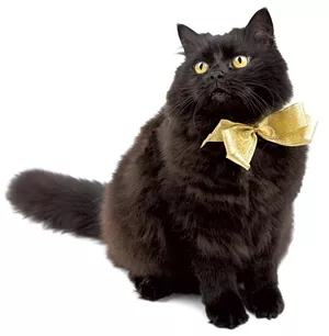 10-pets-cat.jpg