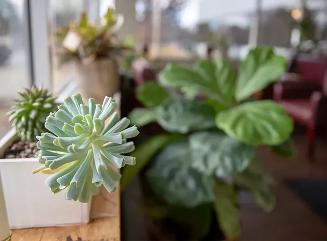 Plants in the waiting area at Living Well Center for Integrative Health, an interior plantscape client of Gardener's Supply - JAMES BUCK
