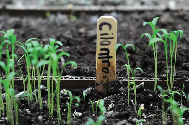 Micro greens, such as these cilantro sprouts, are grown right in the kitchen of SoLo Farm and Table - SARAH PRIESTAP