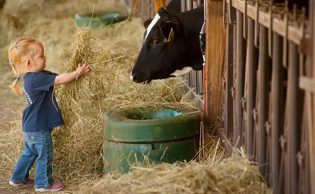 Ella Purchase at Fairmont Farm in East Montpelier - © CABOT CREAMERY CO-OPERATIVE