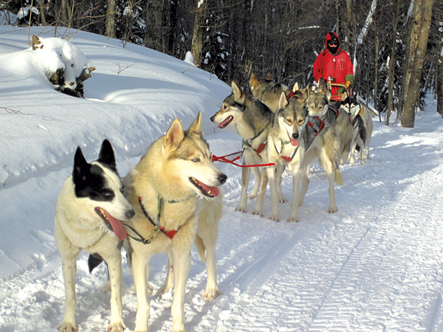 Hinesburg musher Rob Farley with his purebred Siberian huskies - COURTESY OF OCTOBER SIBERIANS