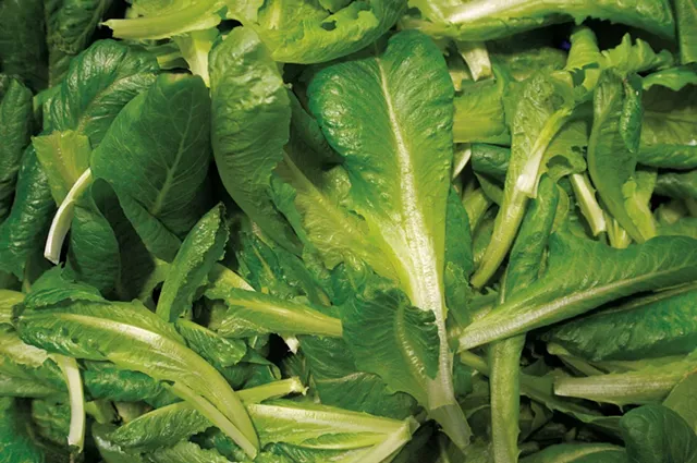 Just-harvested romaine lettuce at Ceres Greens - JEB WALLACE-BRODEUR