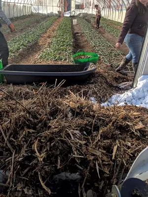 Mulching at Green Mountain Girls Farm in Northfield - COURTESY OF GREEN MOUNTAIN GIRLS FARM