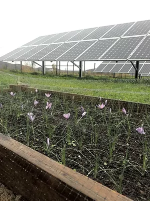 Saffron flowers (in foreground) growing near a solar array - COURTESY OF ARASH GHALEHGOLABBEHBAHANI