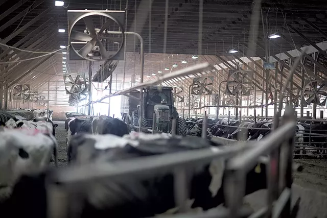 Jason Vorsteveld driving the feed wagon through the barn - CALEB KENNA