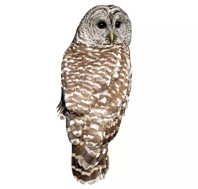 Barred owl - © W. SCHLAEGER | DREAMSTIME.COM