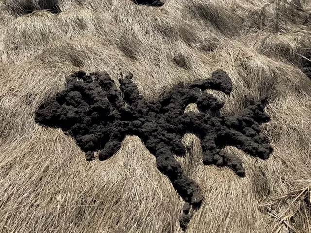 Mole tracks - COURTESY OF TIM GUITERMAN