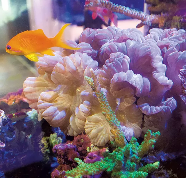 Coral at Green Mountain Coral - JEB WALLACE-BRODEUR