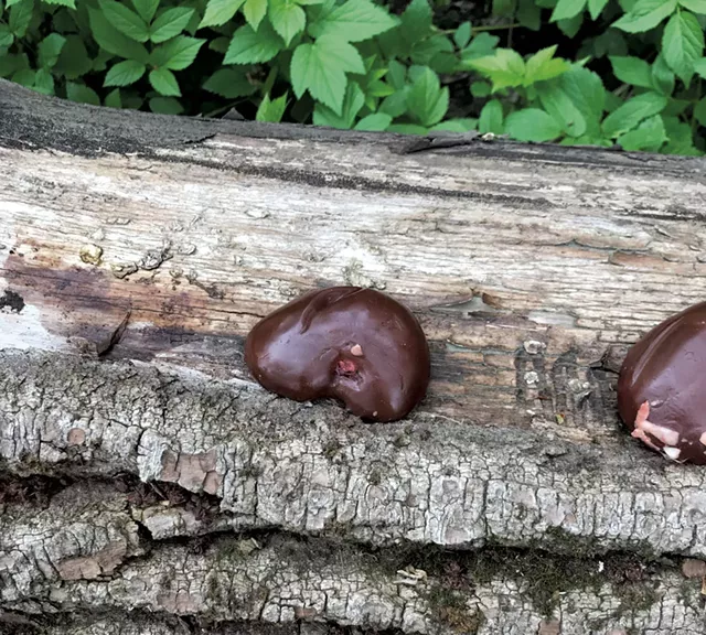 Animal kidneys on a log at the Intervale - PHOTOS: SALLY POLLAK
