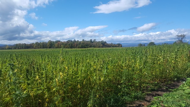 Hausman's 2017 hemp crop - COURTESY OF CYNTHEA HAUSMAN