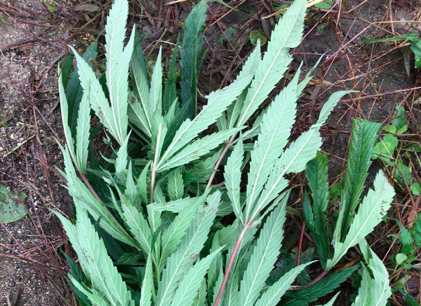 A sample of a cannabis plant that was found at Pete's Greens - AGENCY OF AGRICULTURE, FOOD AND MARKETS