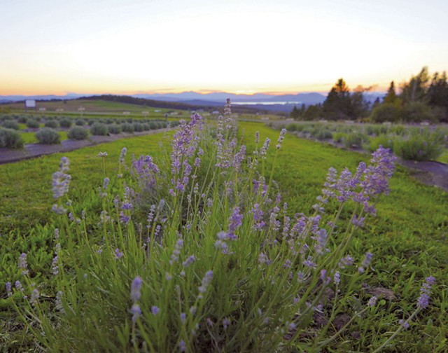 View from Lavender Essentials of Vermont; - COURTESY OF LAVENDER ESSENTIALS OF VERMONT