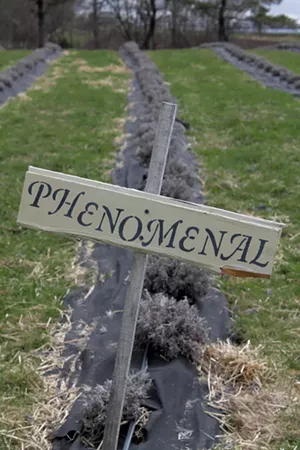 Row of Phenomenal lavender - JULIA SHIPLEY