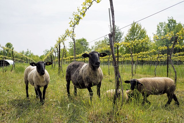 Sheep at Shelburne Vineyard - OLIVER PARINI