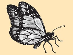 Monarch butterfly - MATT MORRIS