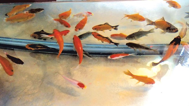 The goldfish - COURTESY OF JOANN NICHOLS