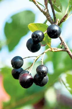 Aronia at Farm Between - JIM DESHLER