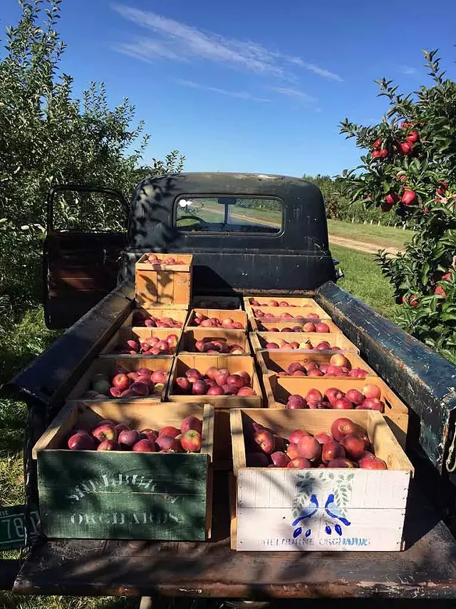 Shelburne Orchards - COURTESY OF SHELBURNE ORCHARDS