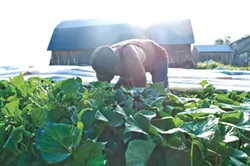 Alan LePage among the sweet potatoes - HANNAH PALMER EGAN