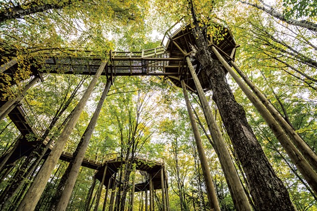 View of the Forest Canopy Walk from the ground - TOM MCNEILL