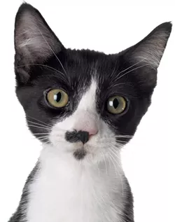 1996-petface.jpg