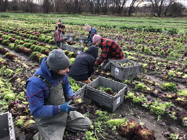 Hilary Martin and volunteers harvesting at Diggers' Mirth Collective Farm - JORDAN BARRY