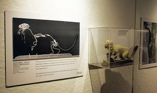 The "Inside Out" exhibit at the Fairbanks Museum - MARGARET GRAYSON
