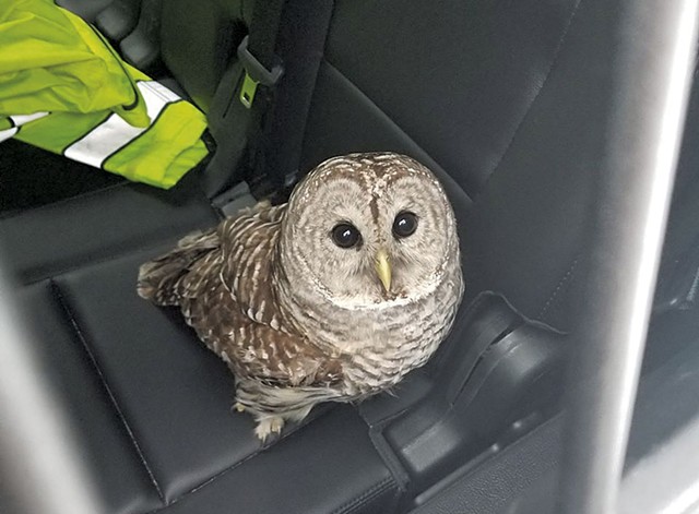 The injured owl - COURTESY OF VERMONT STATE POLICE