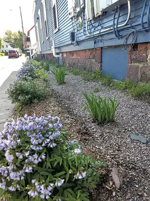 Rachelle Gould's rain garden - COURTESY OF RACHELLE GOULD