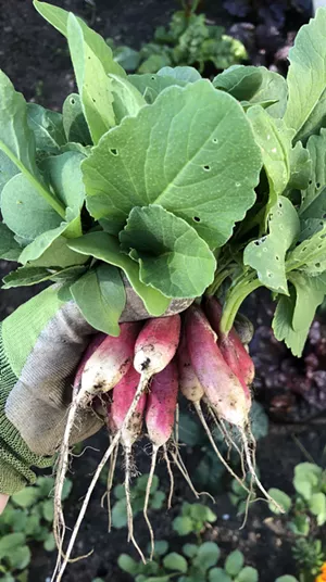 French breakfast radishes fresh from the garden - JORDAN BARRY