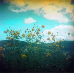 Alexis Doshas, “Globeflowers and Blue Skies”