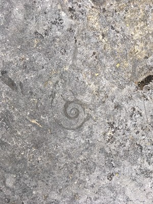 Fossil at Fisk Quarry - PAULA ROUTLY