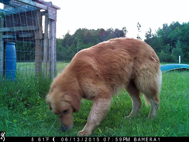 A recent game camera image of Murphy