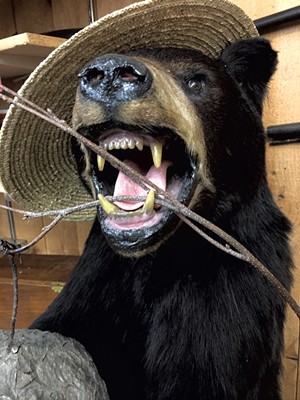 Bear head at Vermont Antique Mall - PAMELA POLSTON ©️ SEVEN DAYS